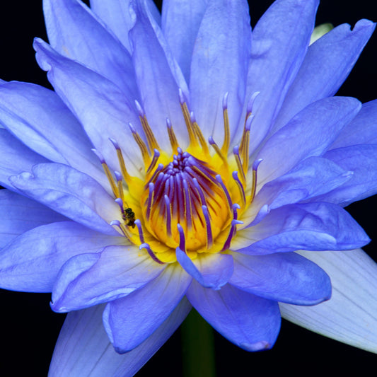 Blue Lotus